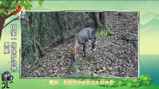 绿野秘踪20250522