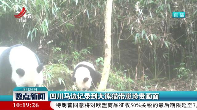 四川马边记录到大熊猫带崽珍贵画面