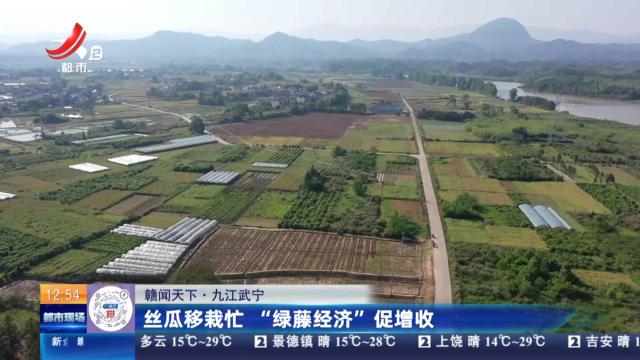 【赣闻天下】九江武宁：丝瓜移栽忙 “绿藤经济”促增收
