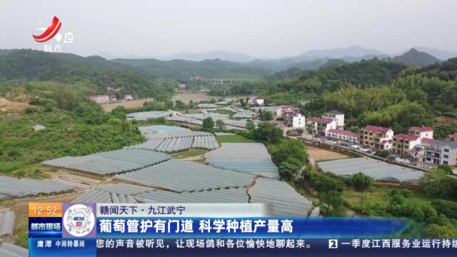 【赣闻天下】九江武宁：葡萄管护有门道 科学种植产量高