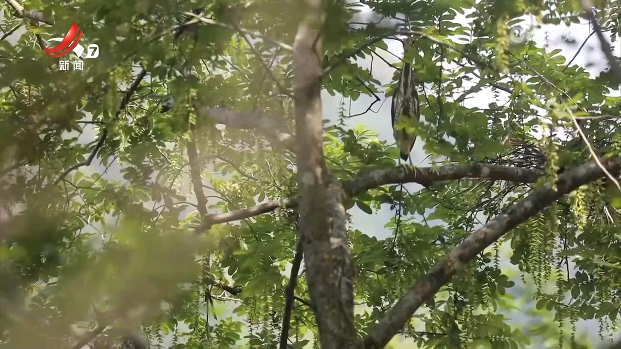 武宁县伊山生态保护区观测到海南虎斑鳽孵蛋育雏