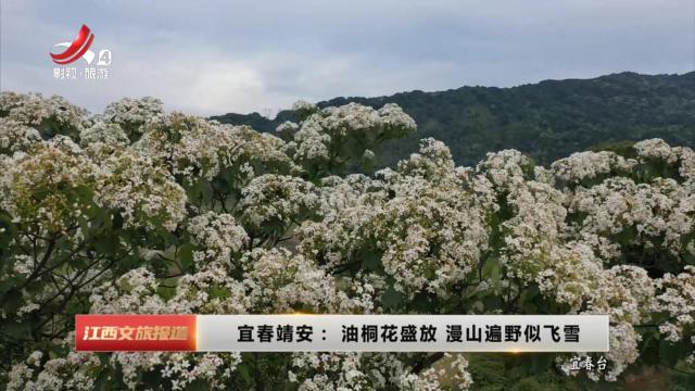 宜春靖安：油桐花盛放 漫山遍野似飞雪