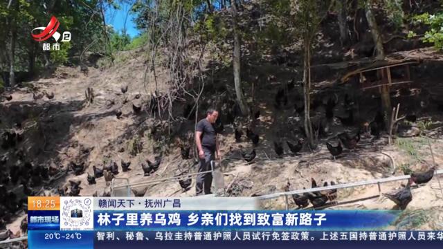 【赣闻天下】抚州广昌：林子里养乌鸡 乡亲们找到致富新路子