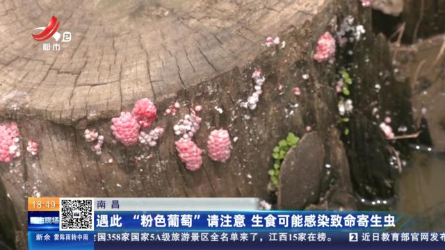 南昌：遇此“粉色葡萄”请注意 生食可能感染致命寄生虫