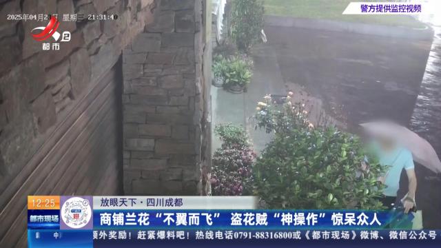 【放眼天下】四川成都：商铺兰花“不翼而飞” 盗花贼“神操作”惊呆众人