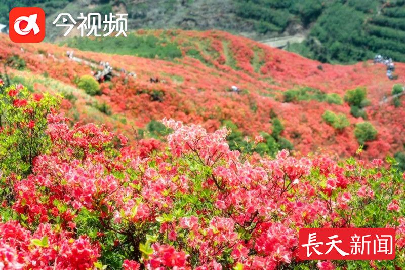 周末奔“县”！来铜鼓看漫山杜鹃