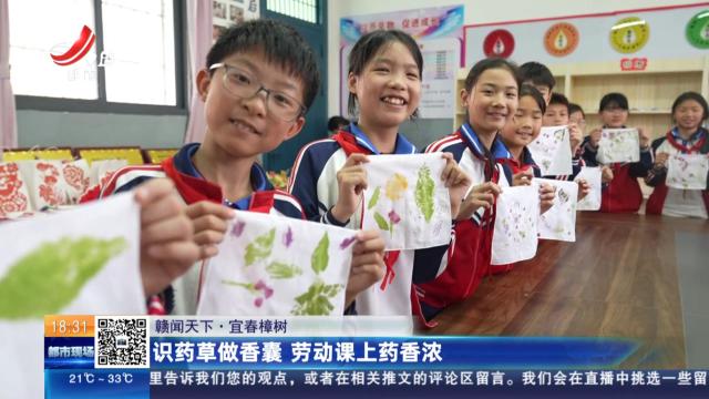【赣闻天下】宜春樟树：识药草做香囊 劳动课上药香浓