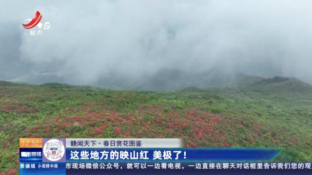 【赣闻天下·春日赏花图鉴】这些地方的映山红 美极了！