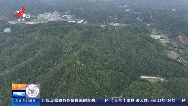 【赣闻天下】赣州安远：林场与乡村共建 激活“林下经济”