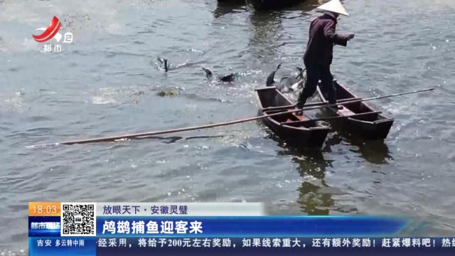 【放眼天下】安徽灵璧：鸬鹚捕鱼迎客来