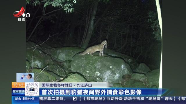 【国际生物多样性日】九江庐山：首次拍摄到豹猫夜间野外捕食彩色影像