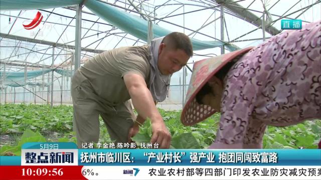 抚州市临川区：“产业村长”强产业 抱团同闯致富路