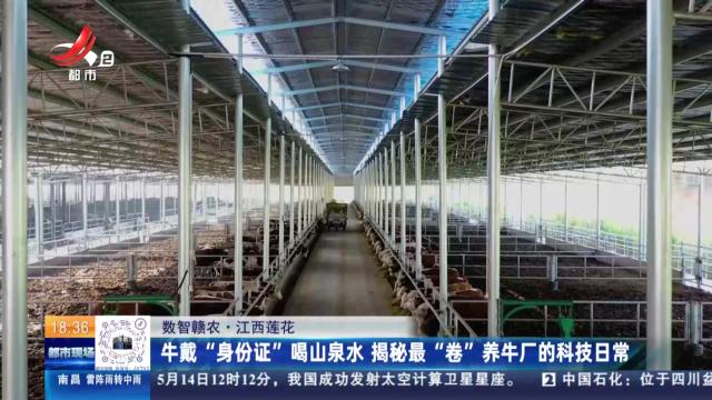 【数智赣农】江西莲花：牛戴“身份证”喝山泉水 揭秘最“卷”养牛厂的科技日常