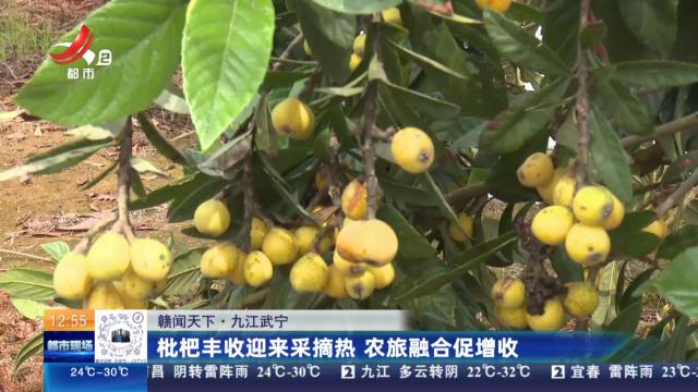 【赣闻天下】九江武宁：枇杷丰收迎来采摘热 农旅融合促增收