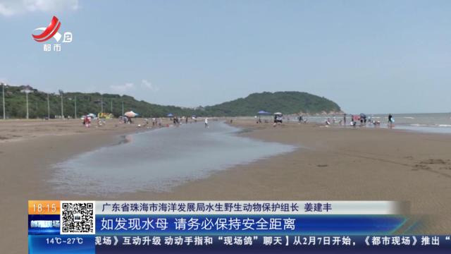 【放眼天下·广东珠海】海边出现水母 专家提醒：有毒别碰