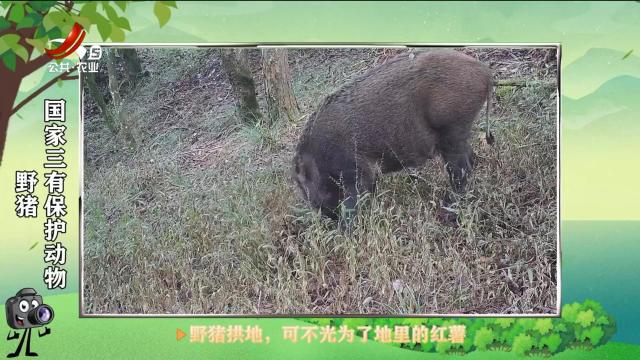绿野秘踪20250530