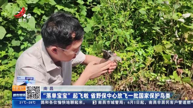 南昌：“落单宝宝”起飞啦 省野保中心放飞一批国家保护鸟类
