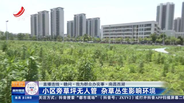 【直播连线·赣问·我为群众办实事】南昌西湖：小区旁草坪无人管 杂草丛生影响环境