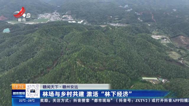 【赣闻天下】赣州安远：林场与乡村共建 激活“林下经济”