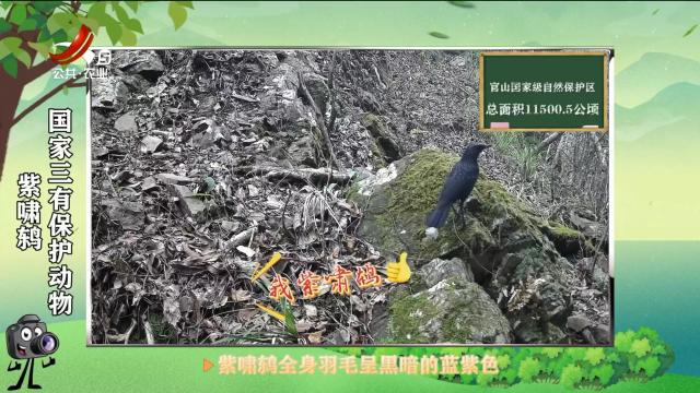 绿野秘踪20250502