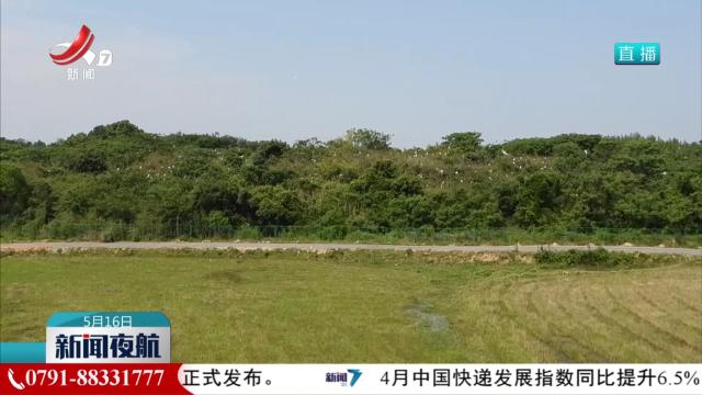 南昌象山森林公园鹭鸟进入孵化哺育旺季
