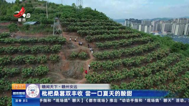 【赣闻天下】赣州安远：枇杷桑葚双丰收 尝一口夏天的酸甜