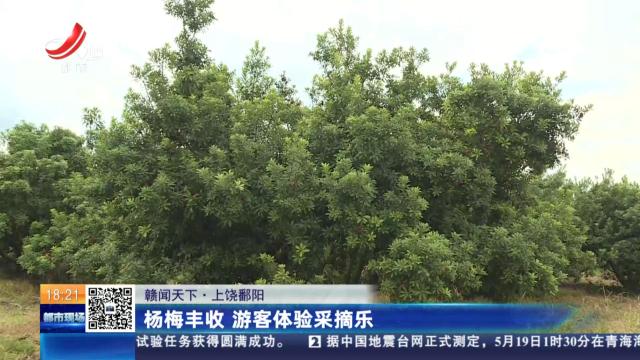 【赣闻天下】上饶鄱阳：杨梅丰收 游客体验采摘乐