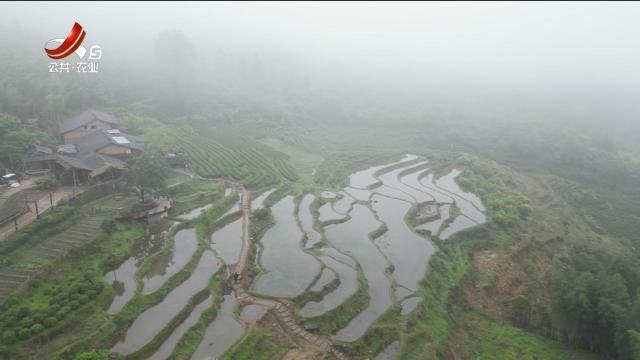 【文化下乡走基层】上饶铅山：武夷山水茶清香