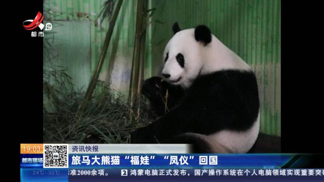 旅马大熊猫“福娃”“凤仪”回国