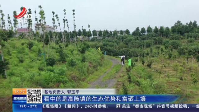 【赣闻天下】吉安万安：杨梅熟了 采摘游带火乡村经济