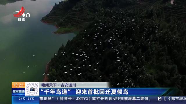【赣闻天下】吉安遂川：“千年鸟道”迎来首批回迁夏候鸟