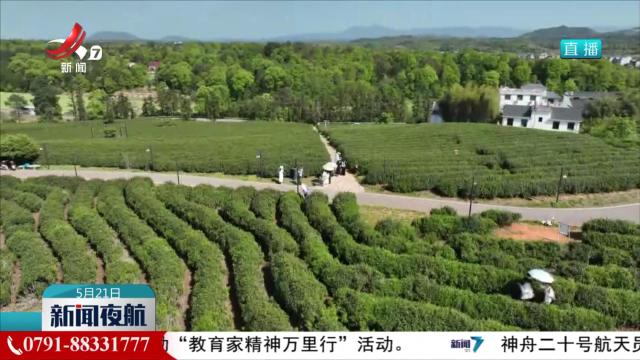 【“国际茶日”茶韵飘香】茶叶：神奇的中国树叶