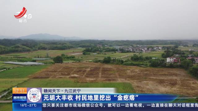 【赣闻天下】九江武宁：元胡大丰收 村民地里挖出“金疙瘩”