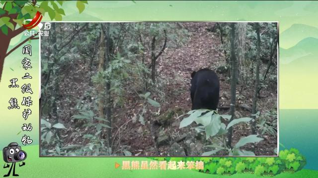 绿野秘踪20250516