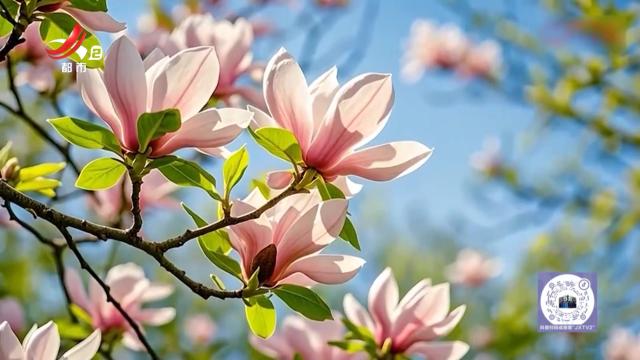 健康提醒——玉兰花开满口香