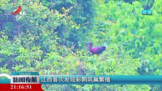 江西首次发现彩鹮筑巢繁殖