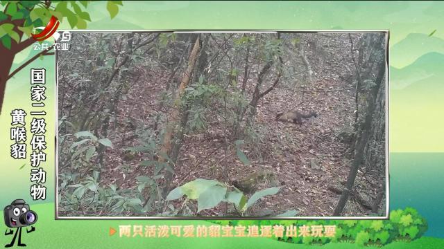 绿野秘踪20250519
