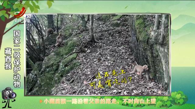 绿野秘踪20250505