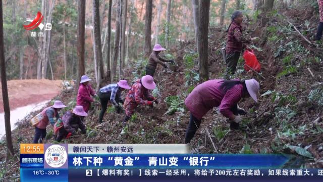 【赣闻天下】赣州安远：林下种“黄金” 青山变“银行”