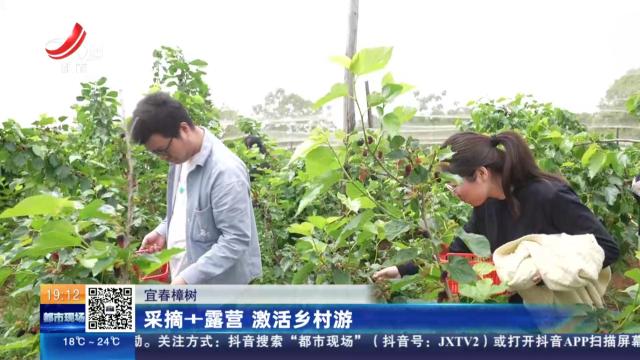 宜春樟树：采摘+露营 激活乡村游