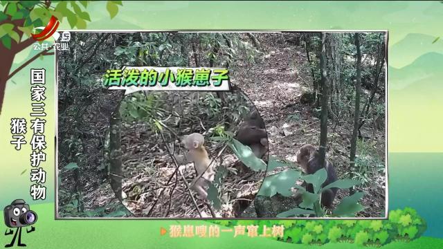 绿野秘踪20250526