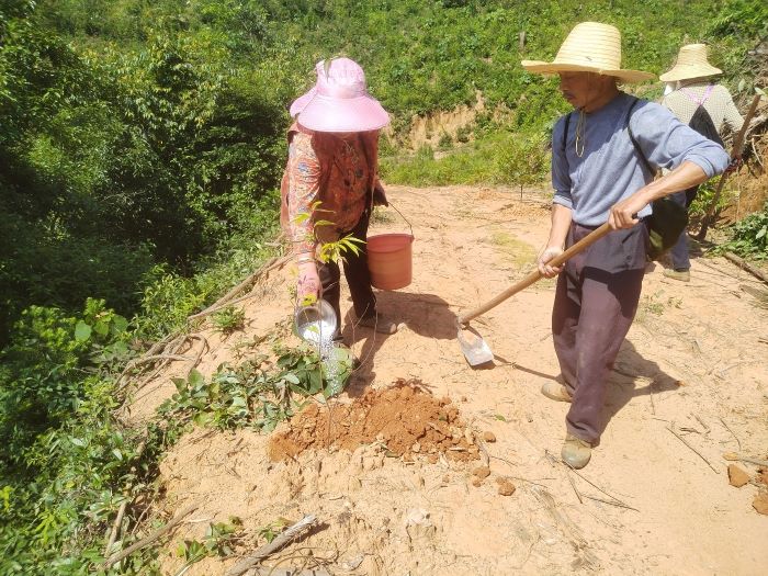 宜丰县采育联合林场扎实推进珍贵阔叶林培育工程