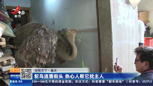 【放眼天下】重庆：鸵鸟流落街头 热心人帮它找主人
