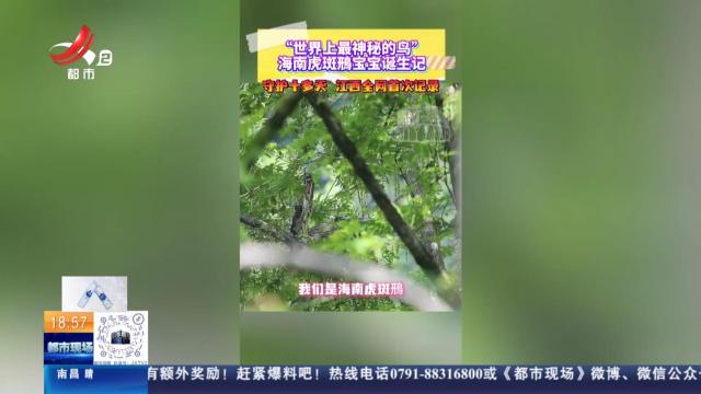 【“世界上最神秘的鸟” 海南虎斑鳽宝宝诞生记】守护十多天 江西全网首次记录