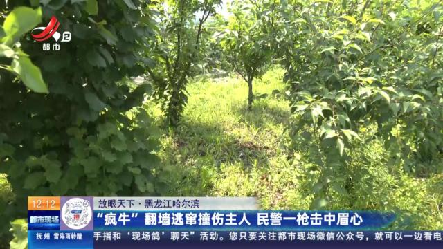 【放眼天下】黑龙江哈尔滨：“疯牛”翻墙逃窜撞伤主人 民警一枪击中眉心