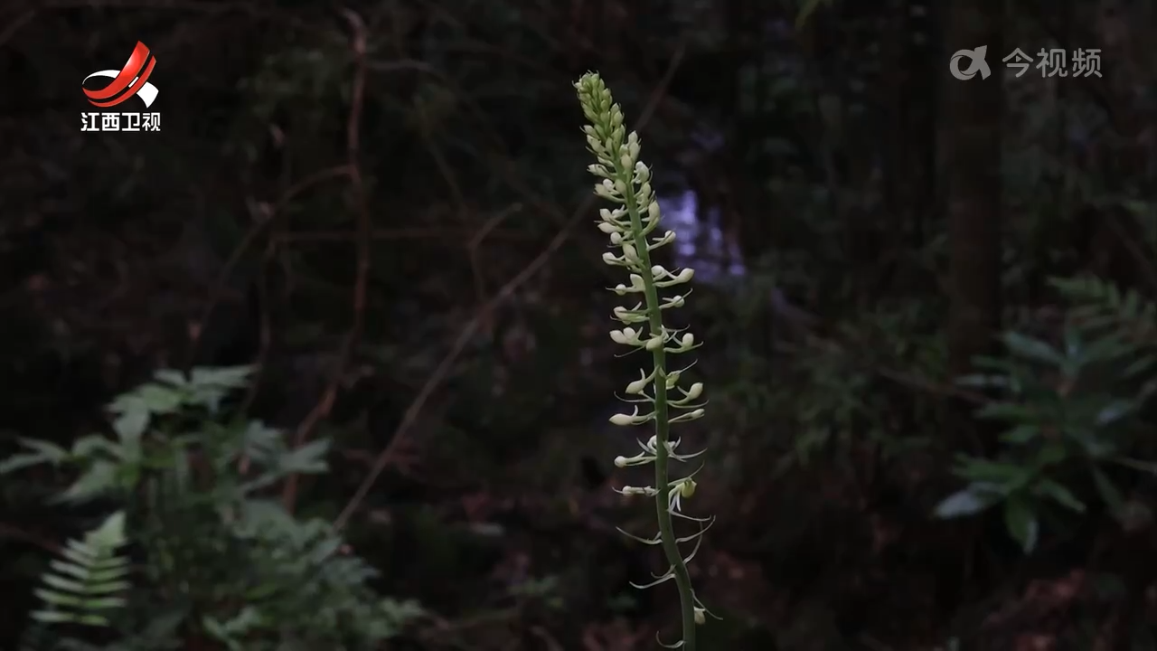 江西首次发现珍稀兰科植物剑叶虾脊兰