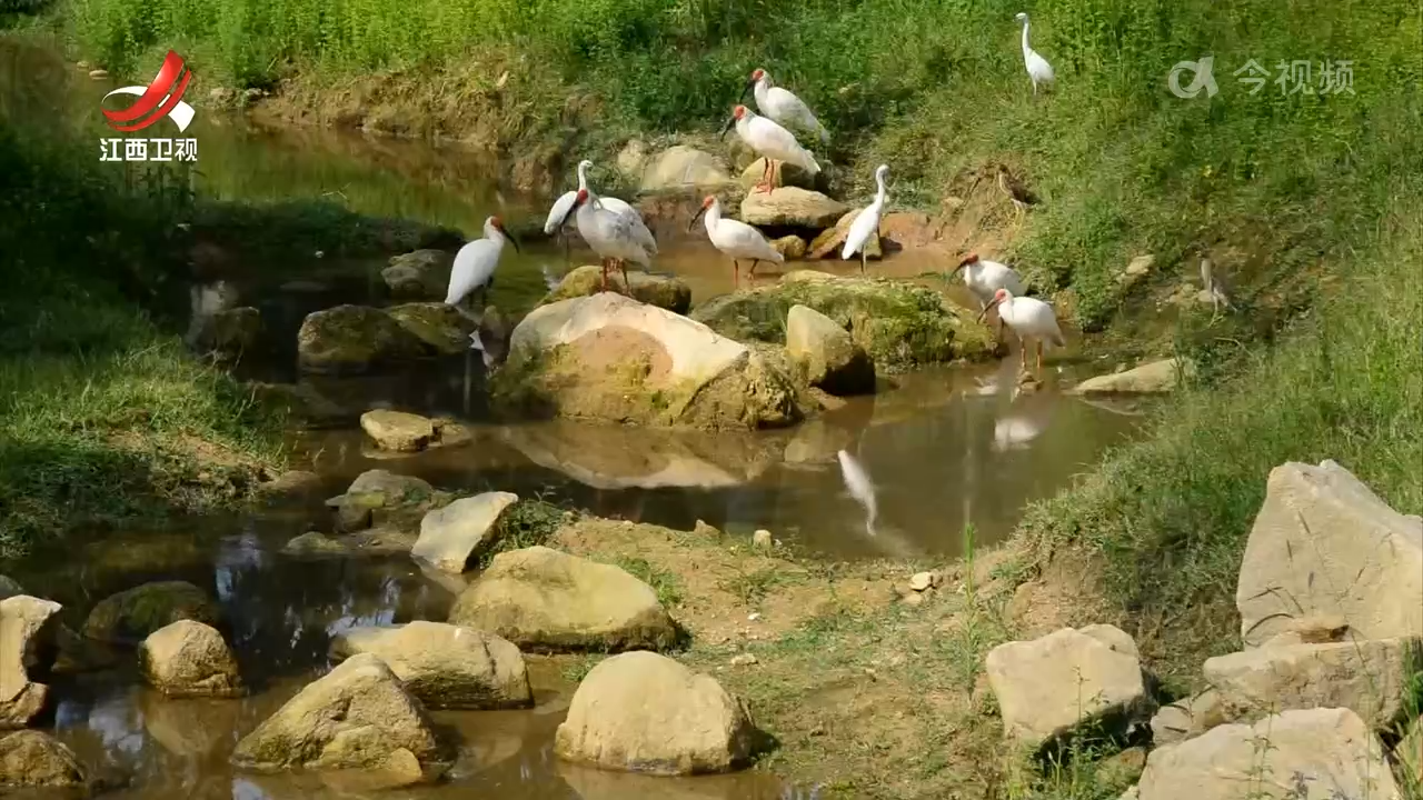 江西成功繁育朱鹮幼鸟