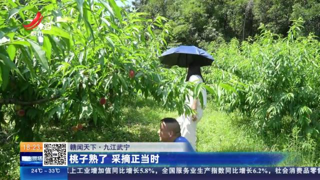 【赣闻天下】九江武宁：桃子熟了 采摘正当时