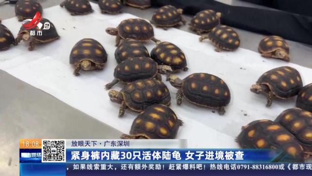 【放眼天下】广东深圳：紧身裤内藏30只活体陆龟 女子进境被查