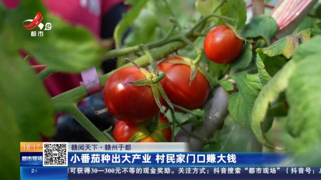 【赣闻天下】赣州于都：小番茄种出大产业 村民家门口赚大钱